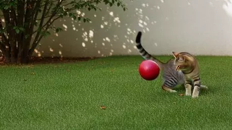 AI Video from prompt: Cat is playing football