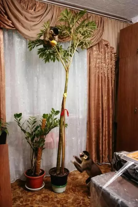 Kling 2.5 Turbo (pro) video