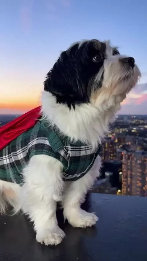 AI Video from prompt: Use the provided photo as the base for the dog. 