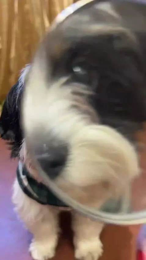 AI Video from prompt: Use the provided photo as the base for the dog. 