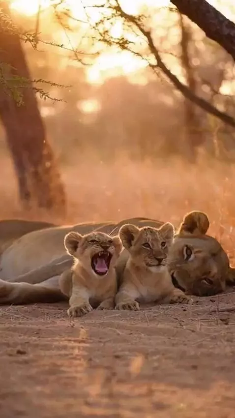 AI Video from prompt: Portrait 9:16 true 4K UHD wildlife documentary s