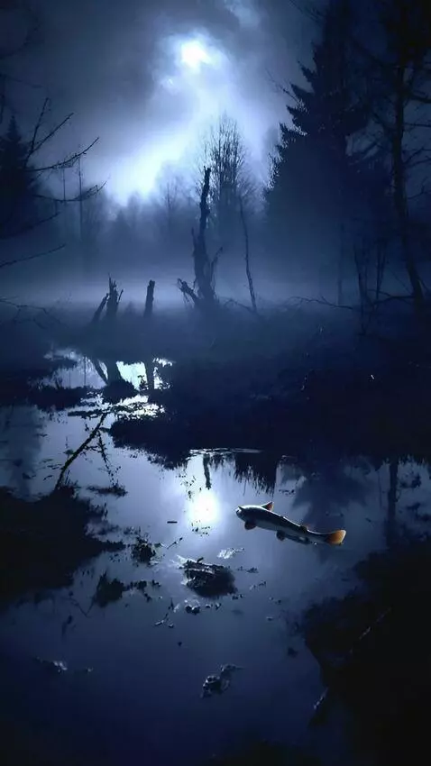 AI Video from prompt: A hug catfish swims in the water,  and the camer