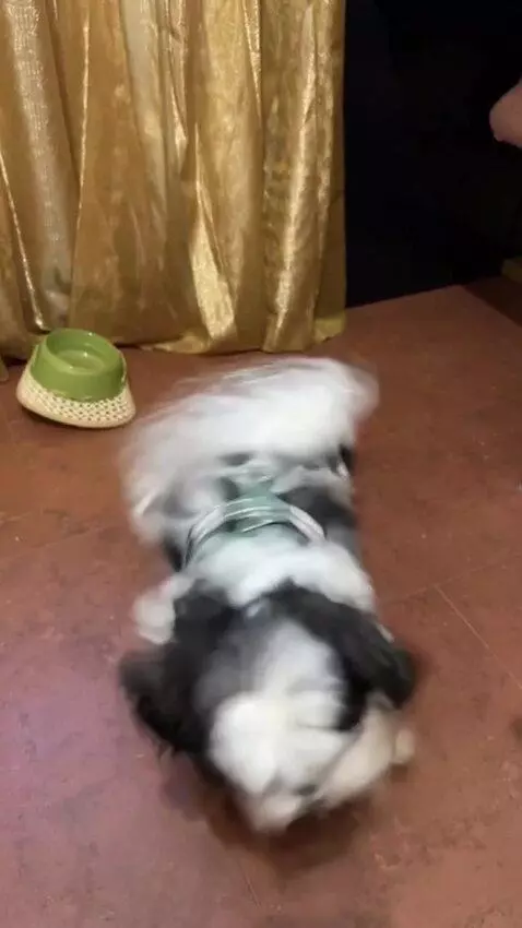 AI Video from prompt: Use the provided photo as the base for the dog. 