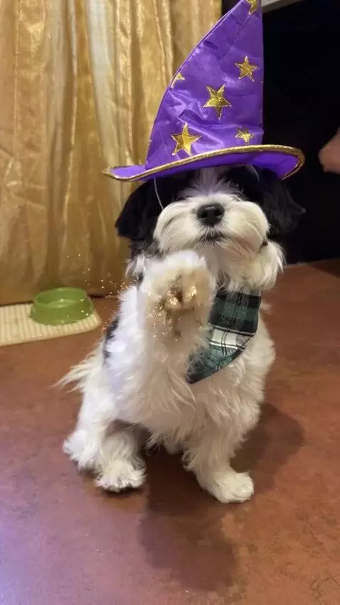 AI Video from prompt: Use the provided photo as the base for the dog. 