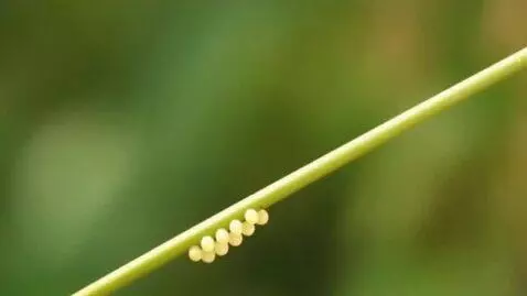 AI Video from prompt: First frame: the butterfly takes off from the st