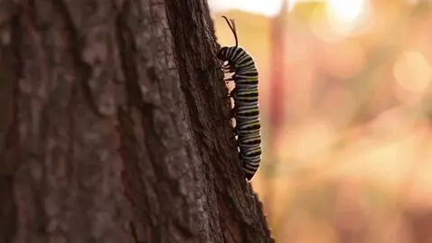AI Video from prompt: next frame: a caterpillar is crawling on a tree,