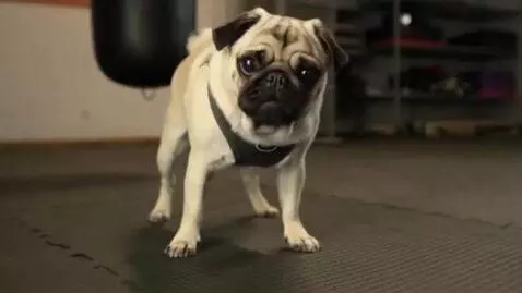 AI Video from prompt: pug wants to fight