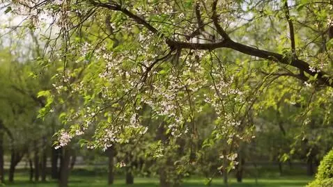 AI Video from prompt: Chasing blossoms: Flower destinations and festiv
