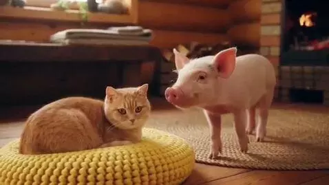 AI Video from prompt: Cat house pig's