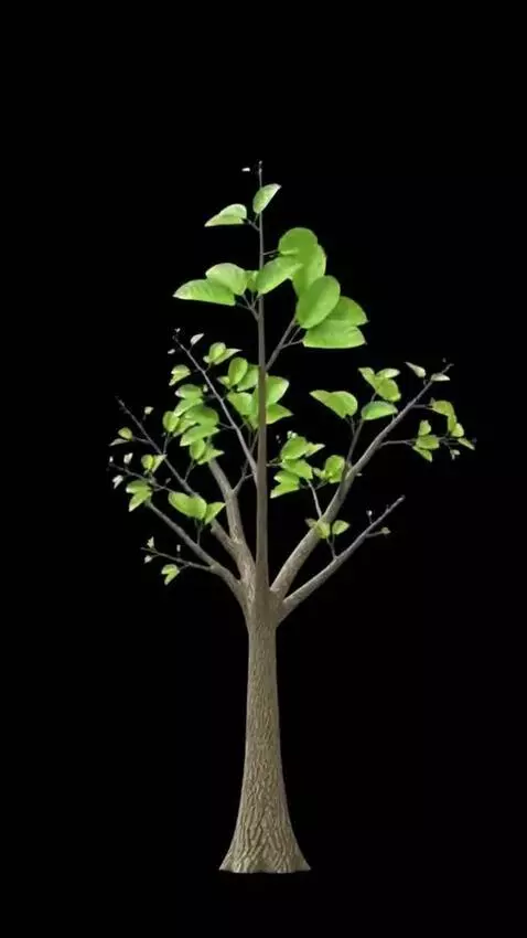 AI Video from prompt: A single small tree sapling growing into a large