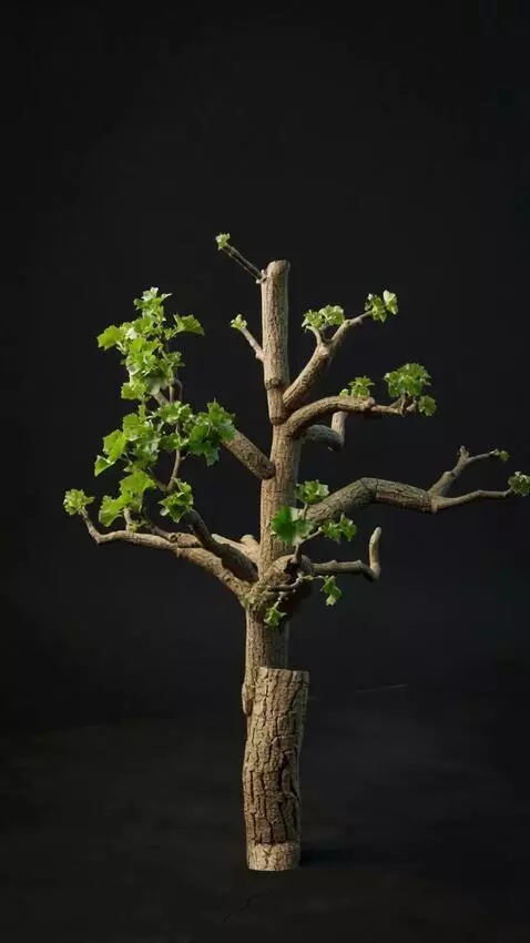 AI Video from prompt: A single small tree sapling growing into a large