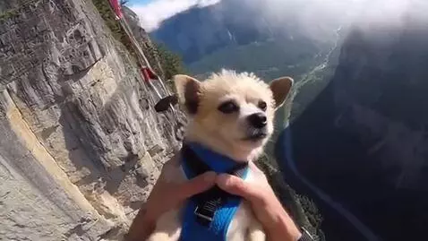 AI Video from prompt: dramatic cinematic, funny, viral vertical chaoti