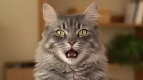 AI Video from prompt: Generate a video where the cat says the word "OK