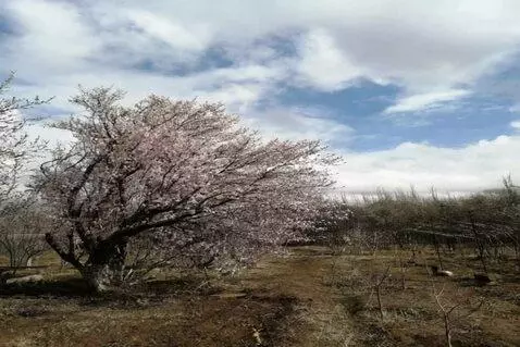 AI Video from prompt: EurodacerEurodacer