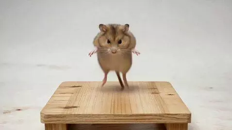 AI Video from prompt: A hamster makes a flip back and applauses to him