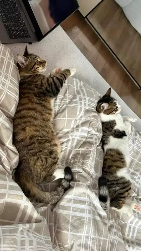 AI Video from prompt: A cinematic, smooth morphing animation of two re