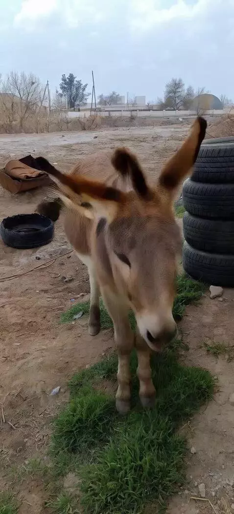 AI Video from prompt: dancing cat gangnam style
