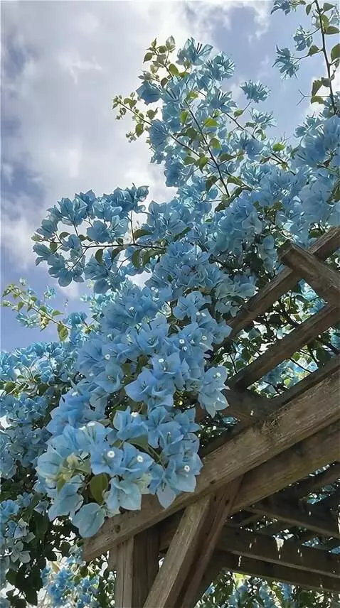 Wan 2.5 Preview video