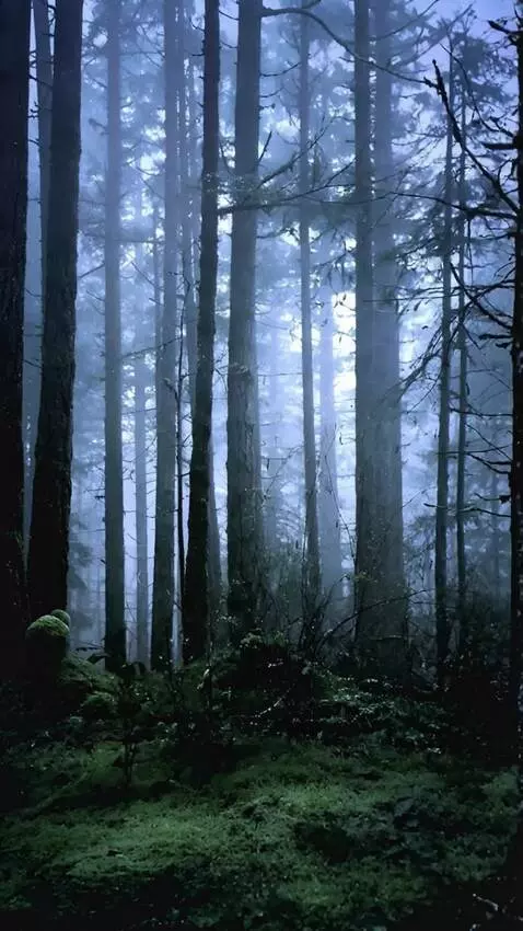 AI Video from prompt: the camera moves forward and shows  the grass in