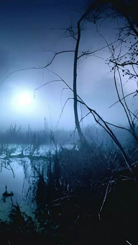 AI Video from prompt: the camera moves forwards as an ork like log eme