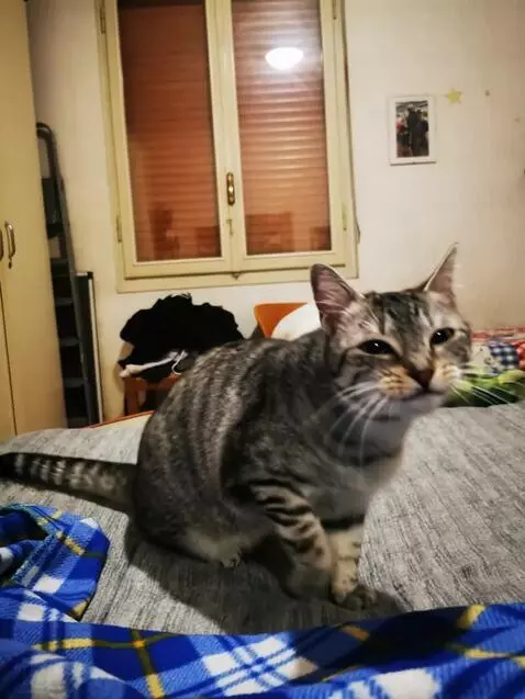 AI Video from prompt: The cat looks at the camera, starts smiling, sta