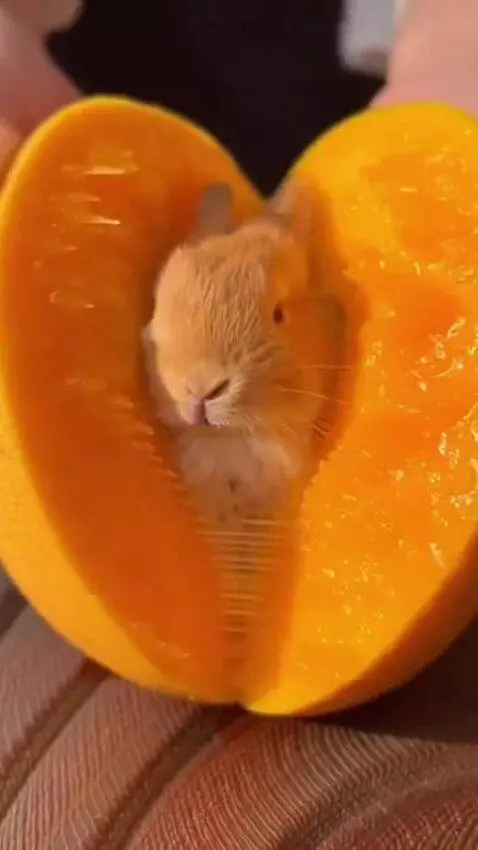 AI Video from prompt: A hyper-realistic macro ASMR video of two clean 