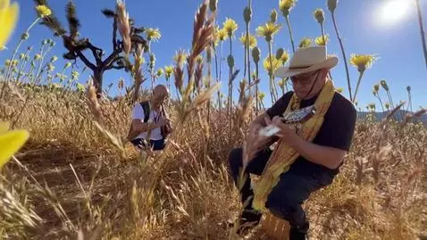 AI Video from prompt: the musicians play under the forest of yellow fl