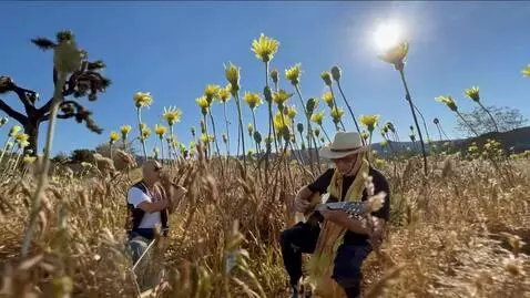 AI Video from prompt: the musicians play under the forest of yellow fl