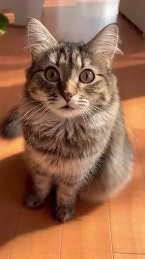 AI Video from prompt: cute khan which is very happy