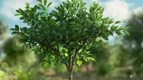 AI Video from prompt: I want a video of an orange seed ,put in the soi