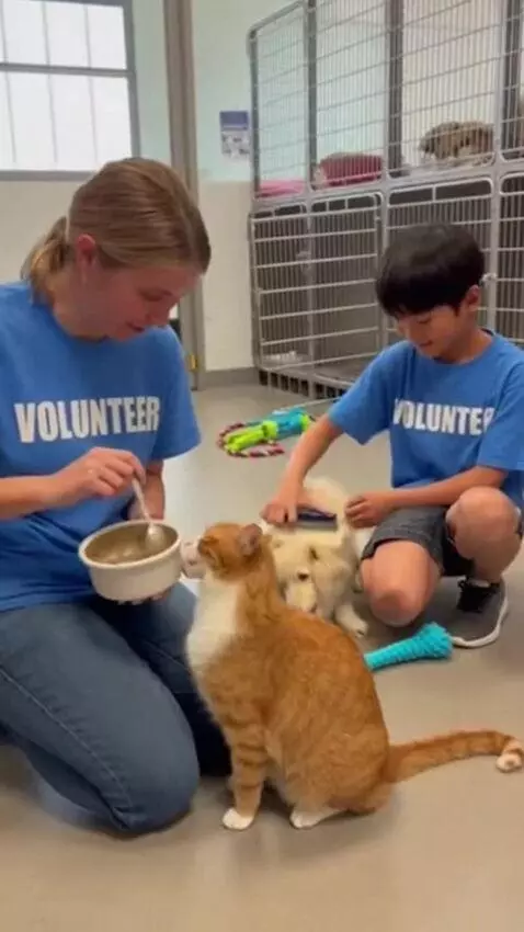 AI Video from prompt: "A realistic, heartwarming scene at an animal re