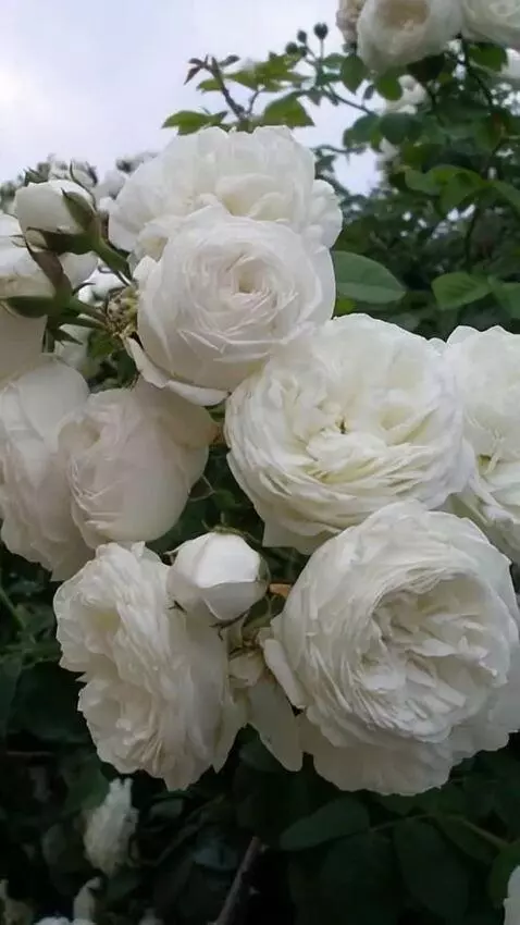 AI Video from prompt: the wind blows on the roses