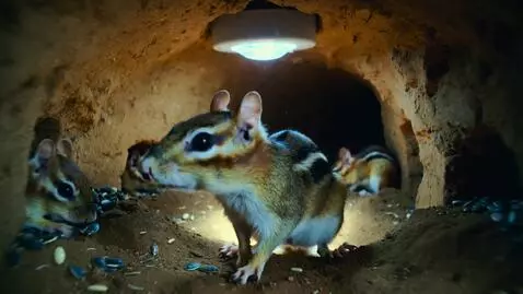 AI Video from prompt: ▸ BLOCK 06 — MOTION PROMPT (CORE CHAMBER)  The c