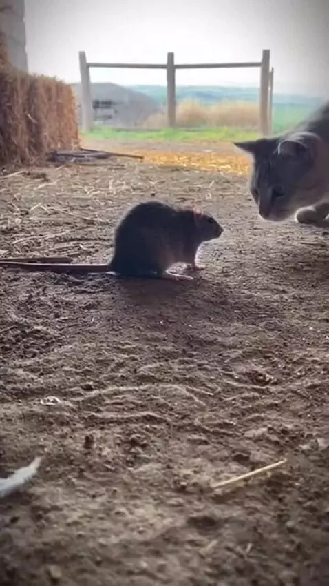 AI Video from prompt: A realistic handheld phone video in a rural farm