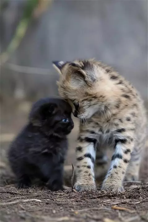 AI Video from prompt: Cute playing with each other