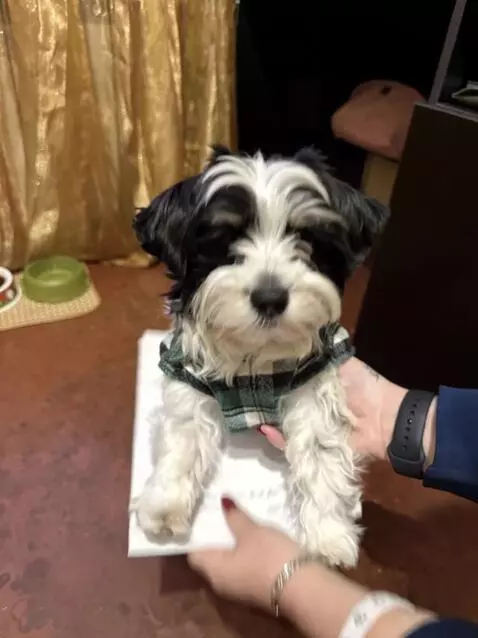 AI Video from prompt: Create a 5-second vertical video (9:16) in ultra