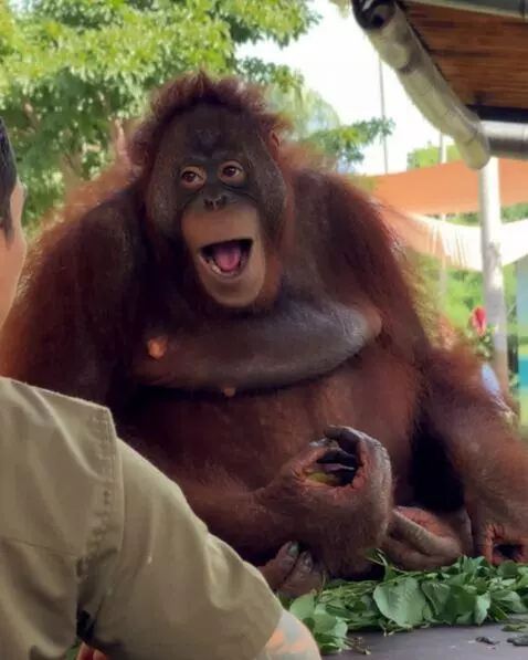AI Video from prompt: Orangutan starts singing paranoid.