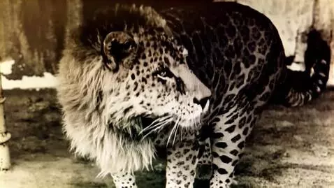 AI Video from prompt: the 100 Leopon runs on the highway Leopon Goes "