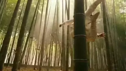 AI Video from prompt: A martial artist in white robes performs a fast 