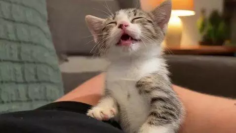 AI Video from prompt: Cat Singing oh happy days