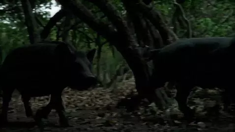 AI Video from prompt: A group of very  large black pigs are running ve