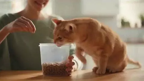 AI Video from prompt: Orange tabby house cat being fed Cat treats  fro
