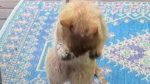 AI Video from prompt: Orange tabby cat meows at screen, then rips thro