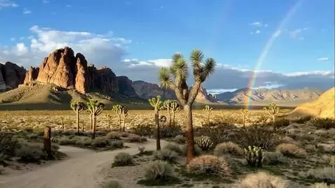 Seedance 1.5 Pro video