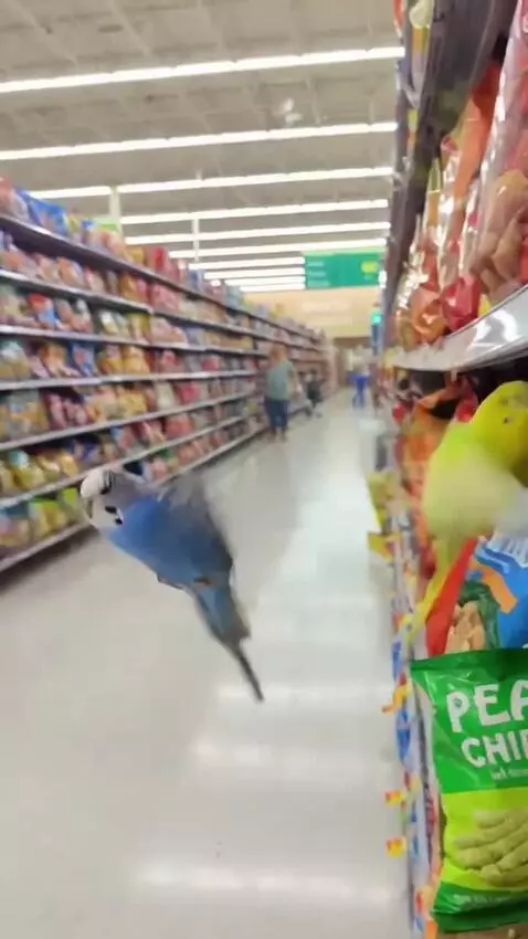 AI Video from prompt: These 2 parrots are eating pea flavored chips at