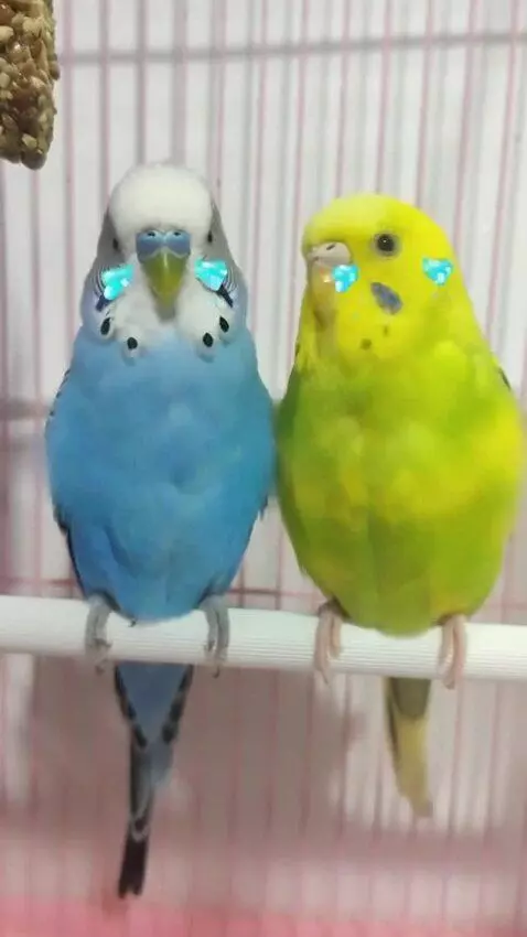 AI Video from prompt: These parrots are crying and going to school. Th