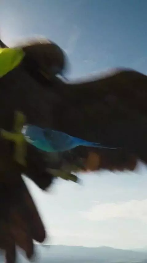 AI Video from prompt: These two parrots are fighting with an eagle.