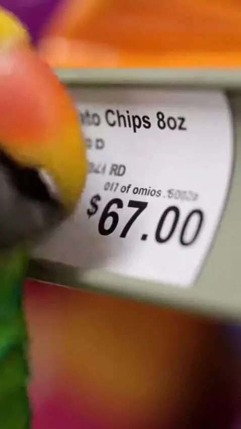 AI Video from prompt: the parrot comes to the store for chips and sees