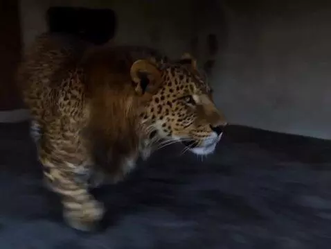 AI Video from prompt: Leopon running on highway