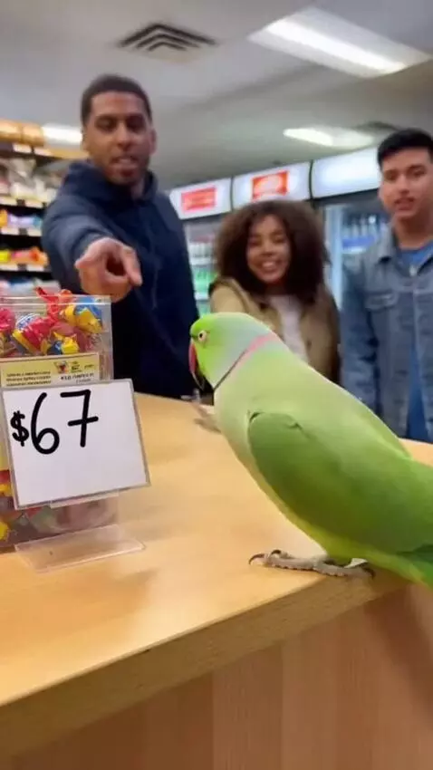 AI Video from prompt: The parrot came to the store and saw the price o